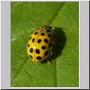 Thea vigintiduopunctata - Zweiundzwanzigpunkt 04.jpg